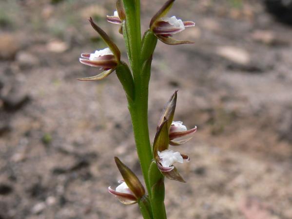 Prasophyllum Brevilabre - Short Lip Leek.jpg